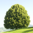 Lindenbaum