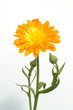 Ringelblume; Calendula