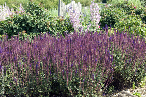 Foto: Steppensalbei, Salvia nemorosa Steppensalbei, Salvia nemorosa