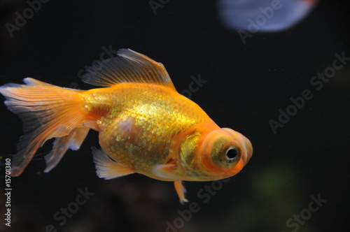 Foto: Teleskopfisch Teleskopfisch