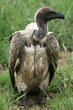 Vulture - Serengeti, Tanzania, Africa Vulture - Serengeti, Tanzania, Africa