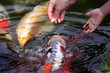 carpes koi