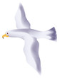 Seagull