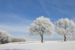 Bäume im Winter