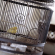 BIrd in cage