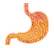 stomach stomach