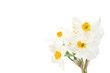 Daffodils on white background Daffodils on white background