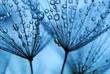 dandelion seeds