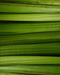 green natural background
