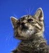 Gatto 04