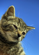 Gatto 03