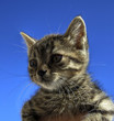 Gatto