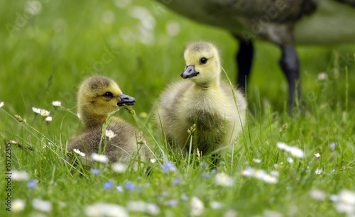 Photo: Gänse Küken Gänse Küken