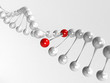 Red gene in DNA ¹7 Red gene in DNA ¹7