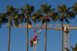 grue palmiers