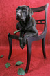 labrador on chair in studio