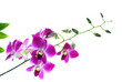 Branch of violet orchids isolated on white background