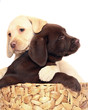 Puppies in a basket. Puppies in a basket.