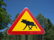 Elchschild