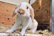 rabbit in cage 2