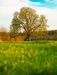 Wiese, Baum, Himmel