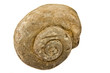 ammonite