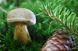 Röhrenpilz 3698