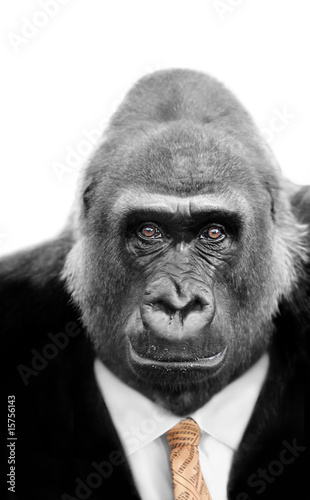Foto: Monkey Business, Silverback Ape wearing Stock Market Tie Monkey Business, Silverback Ape wearing Stock Market Tie