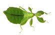 Photo: wandelndes Blatt Weibchen wandelndes Blatt Weibchen