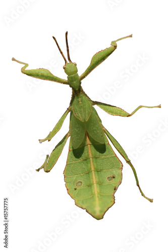 Photo: Männchen Wandelndes Blatt Männchen Wandelndes Blatt