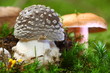 Pantherpilz 3744