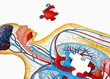 Anatomy Puzzle