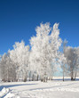 Foto: Winter landscape with frosted trees Winter landscape with frosted trees
