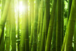 Bamboo forest. Bamboo forest.