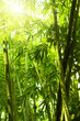 Bamboo forest.