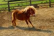 cavallino