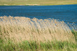 cane and water