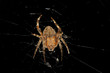 Isolated Brown Orb-Weaver Spider on Web, in a Defensive stance