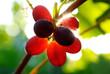 grapes cluster