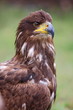 aquila