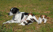 portée de jack russel terriers portée de jack russel terriers