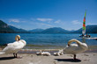 cygnes et lac cygnes et lac