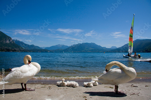 cygnes et lac
