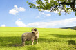 Sheep on green grass Sheep on green grass