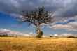 Foto: solitary tree with big clouds solitary tree with big clouds