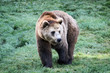 Ours Brun Ours Brun