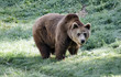 Ours Brun Ours Brun