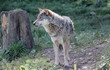 Loup gris Loup gris