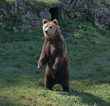 Ours Brun Ours Brun