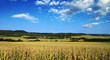 Poppy field landscape - Czech Republic